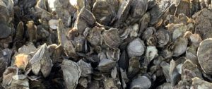 UNFILTERED: The Truth About Oysters